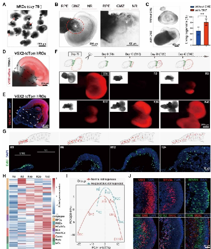 图2 CMZ样结构有助于hROs的视网膜修复